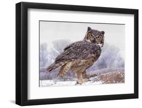 Canada, Ontario. Great horned owl close-up.-Jaynes Gallery-Framed Photographic Print