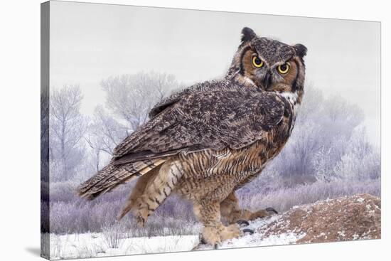 Canada, Ontario. Great horned owl close-up.-Jaynes Gallery-Stretched Canvas