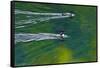 Canada, Ontario, Killarney Park. Common Loons on Killarney Lake-Jaynes Gallery-Framed Stretched Canvas