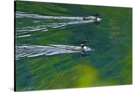 Canada, Ontario, Killarney Park. Common Loons on Killarney Lake-Jaynes Gallery-Stretched Canvas