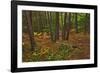 Canada, Ontario, Killarney Park. Red Pine Forest, Granite Ridge Trail-Jaynes Gallery-Framed Photographic Print