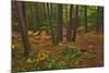 Canada, Ontario, Killarney Park. Red Pine Forest, Granite Ridge Trail-Jaynes Gallery-Mounted Photographic Print