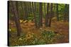 Canada, Ontario, Killarney Park. Red Pine Forest, Granite Ridge Trail-Jaynes Gallery-Stretched Canvas