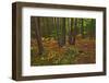 Canada, Ontario, Killarney Park. Red Pine Forest, Granite Ridge Trail-Jaynes Gallery-Framed Photographic Print