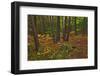 Canada, Ontario, Killarney Park. Red Pine Forest, Granite Ridge Trail-Jaynes Gallery-Framed Photographic Print