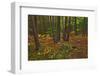 Canada, Ontario, Killarney Park. Red Pine Forest, Granite Ridge Trail-Jaynes Gallery-Framed Photographic Print