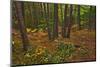 Canada, Ontario, Killarney Park. Red Pine Forest, Granite Ridge Trail-Jaynes Gallery-Mounted Photographic Print