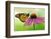 Canada, Ontario. Monarch butterfly on Echinacea flower.-Jaynes Gallery-Framed Photographic Print