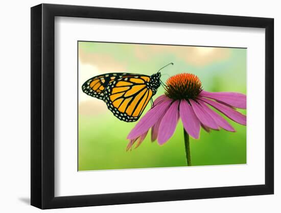 Canada, Ontario. Monarch butterfly on Echinacea flower.-Jaynes Gallery-Framed Photographic Print