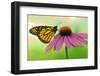 Canada, Ontario. Monarch butterfly on Echinacea flower.-Jaynes Gallery-Framed Photographic Print