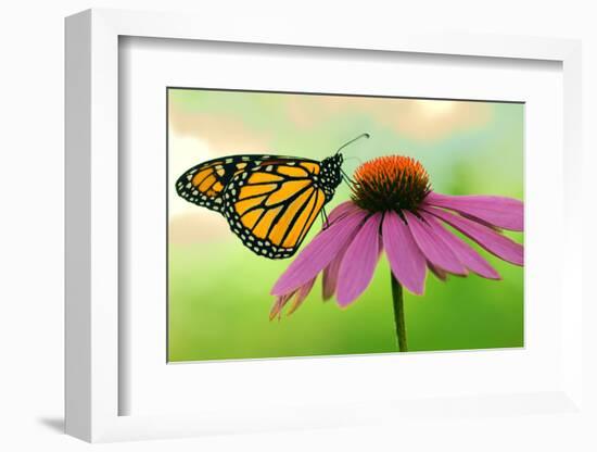 Canada, Ontario. Monarch butterfly on Echinacea flower.-Jaynes Gallery-Framed Photographic Print