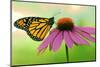 Canada, Ontario. Monarch butterfly on Echinacea flower.-Jaynes Gallery-Mounted Photographic Print