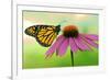 Canada, Ontario. Monarch butterfly on Echinacea flower.-Jaynes Gallery-Framed Photographic Print