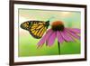 Canada, Ontario. Monarch butterfly on Echinacea flower.-Jaynes Gallery-Framed Photographic Print