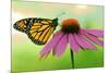 Canada, Ontario. Monarch butterfly on Echinacea flower.-Jaynes Gallery-Mounted Photographic Print