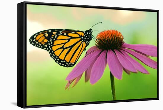 Canada, Ontario. Monarch butterfly on Echinacea flower.-Jaynes Gallery-Framed Stretched Canvas