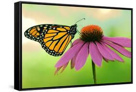 Canada, Ontario. Monarch butterfly on Echinacea flower.-Jaynes Gallery-Framed Stretched Canvas