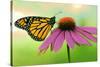 Canada, Ontario. Monarch butterfly on Echinacea flower.-Jaynes Gallery-Stretched Canvas