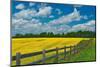 Canada, Ontario, New Liskeard. Yellow canola crop and wooden fence.-Jaynes Gallery-Mounted Photographic Print