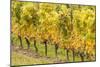 Canada, Ontario, Niagara Escarpment Wine Country, St. Catherines vineyard in autumn-Walter Bibikow-Mounted Photographic Print