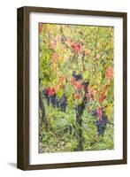 Canada, Ontario, Niagara On the Lake Wine Country, vineyards, autumn-Walter Bibikow-Framed Photographic Print