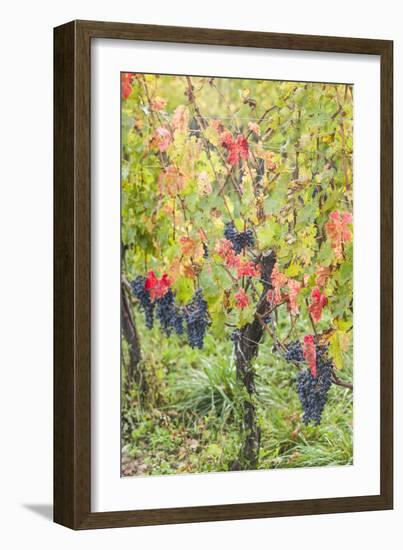 Canada, Ontario, Niagara On the Lake Wine Country, vineyards, autumn-Walter Bibikow-Framed Photographic Print