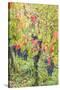 Canada, Ontario, Niagara On the Lake Wine Country, vineyards, autumn-Walter Bibikow-Stretched Canvas