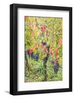 Canada, Ontario, Niagara On the Lake Wine Country, vineyards, autumn-Walter Bibikow-Framed Photographic Print