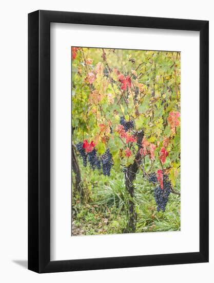 Canada, Ontario, Niagara On the Lake Wine Country, vineyards, autumn-Walter Bibikow-Framed Photographic Print