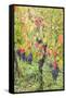 Canada, Ontario, Niagara On the Lake Wine Country, vineyards, autumn-Walter Bibikow-Framed Stretched Canvas