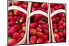 Canada, Ontario, Ottawa, Byward Market, strawberries-Walter Bibikow-Mounted Photographic Print