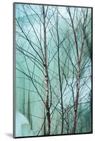 Canada, Ontario, Rabi Lake. White Birch in Front of Frozen Waterfall-Jaynes Gallery-Mounted Photographic Print