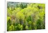 Canada, Ontario, Rosseau. Mixed-Wood Forest in Spring Foliage-Jaynes Gallery-Framed Photographic Print