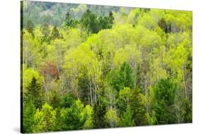 Canada, Ontario, Rosseau. Mixed-Wood Forest in Spring Foliage-Jaynes Gallery-Stretched Canvas