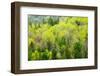 Canada, Ontario, Rosseau. Mixed-Wood Forest in Spring Foliage-Jaynes Gallery-Framed Photographic Print