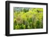 Canada, Ontario, Rosseau. Mixed-Wood Forest in Spring Foliage-Jaynes Gallery-Framed Photographic Print