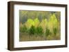 Canada, Ontario, Rosseau. Scots Pine and Deciduous Trees-Jaynes Gallery-Framed Photographic Print