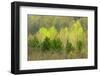 Canada, Ontario, Rosseau. Scots Pine and Deciduous Trees-Jaynes Gallery-Framed Photographic Print