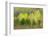 Canada, Ontario, Rosseau. Scots Pine and Deciduous Trees-Jaynes Gallery-Framed Photographic Print