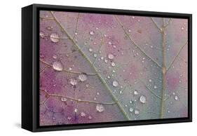 Canada, Ontario, Sioux Narrows. Red maple leaf and rain drops in autumn.-Jaynes Gallery-Framed Stretched Canvas