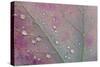 Canada, Ontario, Sioux Narrows. Red maple leaf and rain drops in autumn.-Jaynes Gallery-Stretched Canvas