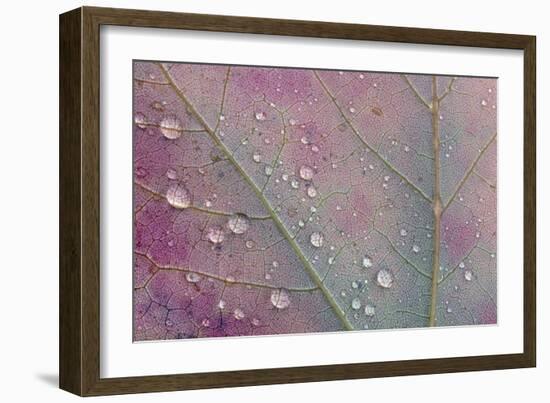 Canada, Ontario, Sioux Narrows. Red maple leaf and rain drops in autumn.-Jaynes Gallery-Framed Photographic Print