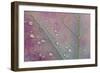 Canada, Ontario, Sioux Narrows. Red maple leaf and rain drops in autumn.-Jaynes Gallery-Framed Photographic Print