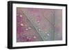 Canada, Ontario, Sioux Narrows. Red maple leaf and rain drops in autumn.-Jaynes Gallery-Framed Photographic Print