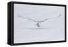 Canada, Ontario. Snowy owl flies low to ground.-Jaynes Gallery-Framed Stretched Canvas