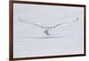 Canada, Ontario. Snowy owl flies low to ground.-Jaynes Gallery-Framed Photographic Print