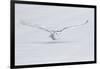 Canada, Ontario. Snowy owl flies low to ground.-Jaynes Gallery-Framed Photographic Print