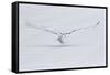 Canada, Ontario. Snowy owl flies low to ground.-Jaynes Gallery-Framed Stretched Canvas