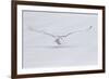 Canada, Ontario. Snowy owl flies low to ground.-Jaynes Gallery-Framed Photographic Print