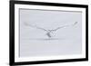 Canada, Ontario. Snowy owl flies low to ground.-Jaynes Gallery-Framed Photographic Print